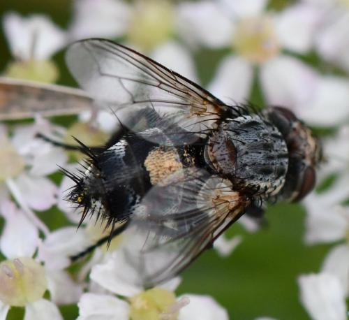 Pseudogonia rufifrons